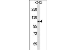 Western blot analysis in K562 cell line lysates (35ug/lane). (PCSK6 anticorps  (C-Term))