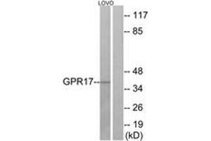 Western Blotting (WB) image for anti-G Protein-Coupled Receptor 17 (GPR17) (AA 221-270) antibody (ABIN2890868) (GPR17 anticorps  (AA 221-270))