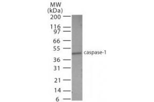 Image no. 2 for anti-Caspase 1 (CASP1) (AA 31-45) antibody (ABIN208361) (Caspase 1 anticorps  (AA 31-45))