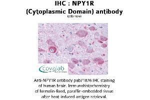 Image no. 1 for anti-Neuropeptide Y Receptor Y1 (NPY1R) (3rd Cytoplasmic Domain) antibody (ABIN1737484) (NPY1R anticorps  (3rd Cytoplasmic Domain))
