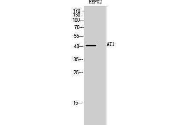 AGTR1a anticorps  (Internal Region)