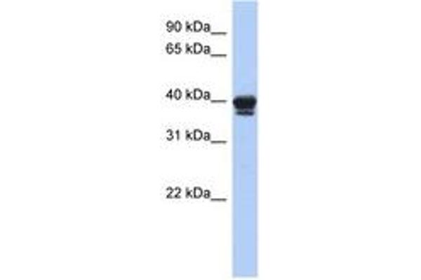 NAPEPLD anticorps  (AA 71-120)