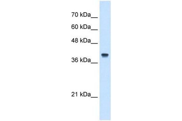 IFI44L anticorps  (N-Term)