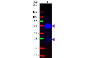 Western blot of Fluorescein conjugated Goat Fab Anti-Rabbit IgG secondary antibody. (Chèvre anti-Lapin IgG (Heavy & Light Chain) Anticorps (FITC) - Preadsorbed)