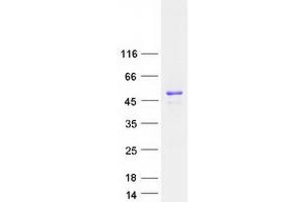 NUCKS1 Protein (Myc-DYKDDDDK Tag)