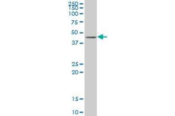 Activator of Basal Transcription 1 anticorps  (AA 1-272)