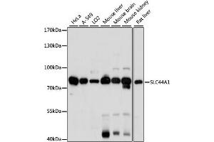 Western blot analysis of extracts of various cell lines, using SLC44 antibody (5413) at 1:1000 dilution. (SLC44A1 anticorps  (AA 55-210))