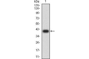 Western blot analysis using CD306 mAb against human CD306 (AA: 22-152) recombinant protein. (LAIR2 anticorps  (AA 22-152))