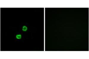 Immunofluorescence (IF) image for anti-Glucosaminyl (N-Acetyl) Transferase Family Member 7 (GCNT7) (AA 311-360) antibody (ABIN2890158) (GCNT7 anticorps  (AA 311-360))