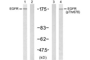 Western blot analysis of extract from A431 cells untreated or treated with EGF (200ng/ml, 5min), using EGFR (Ab-678) antibody (E021193, Lane 1 and 2) and EGFR (phospho-Thr678) antibody (E011186, Lane 3 and 4). (EGFR anticorps)