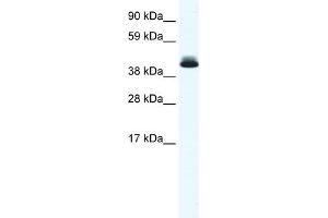 WB Suggested Anti-PPARD Antibody Titration:  0. (PPARD anticorps  (N-Term))