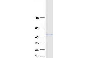 Validation with Western Blot (NDRG2 Protein (Transcript Variant 2) (Myc-DYKDDDDK Tag))