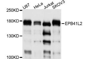 Western blot analysis of extracts of various cell lines, using EPB41L2 antibody. (EPB41L2 anticorps)