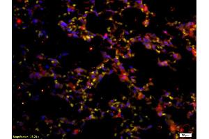 Immunofluorescence (IF) image for anti-Protein tyrosine Phosphatase, Receptor Type, C (PTPRC) (AA 1210-1304) antibody (ABIN669606)