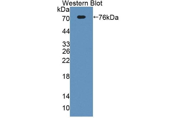 ECM1 anticorps  (AA 20-434)
