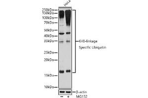 Western blot analysis of extracts of HeLa cells, using K48-linkage Specific Ubiquitin Rabbit mAb (ABIN1680189, ABIN3017871, ABIN3017872 and ABIN7101530) at 1:1000 dilution. (Ubiquitin B anticorps)