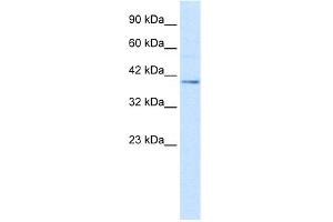 WB Suggested Anti-NUCB2 Antibody Titration:  2. (NUCB2 anticorps  (C-Term))