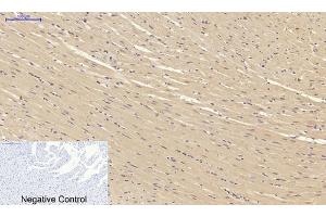 Immunohistochemical analysis of paraffin-embedded rat heart tissue. (SMAD2 anticorps)