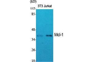 Western Blot (WB) analysis of specific cells using Mcl-1 Polyclonal Antibody. (MCL-1 anticorps  (Internal Region))