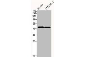 Western Blot analysis of HuvEc RAW264. (CD147 anticorps  (C-Term))