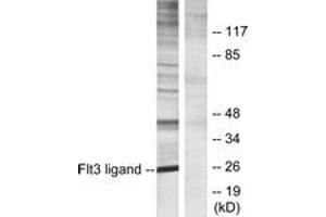 Western Blotting (WB) image for anti-Fms-Related tyrosine Kinase 3 Ligand (FLT3LG) (AA 171-220) antibody (ABIN2889494) (FLT3LG anticorps  (AA 171-220))