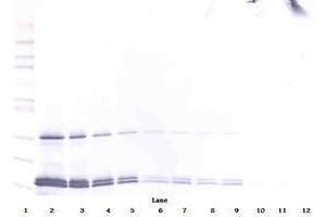 Image no. 5 for anti-Interleukin 16 (IL16) antibody (ABIN465149) (IL16 anticorps)