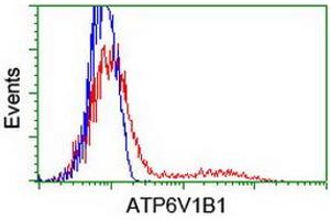 Flow Cytometry (FACS) image for anti-ATPase, H+ Transporting, Lysosomal 56/58kDa, V1 Subunit B1 (ATP6V1B1) antibody (ABIN1496775) (ATP6V1B1 anticorps)