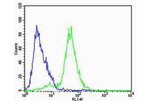 Flow cytometric analysis of SH-SY5Y cells using FXYD6 Antibody (green) compared to an isotype control of rabbit IgG(blue). (FXYD6 anticorps  (C-Term))