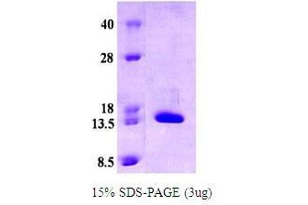 CRABP2 Protein (AA 1-138)