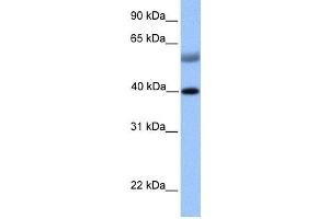 Western Blotting (WB) image for anti-ISL LIM Homeobox 1 (ISL1) antibody (ABIN2457943) (ISL1 anticorps)