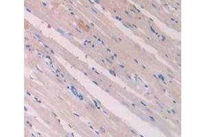 IHC-P analysis of Rat Tissue, with DAB staining. (Retinoic Acid Receptor alpha anticorps  (AA 237-459))