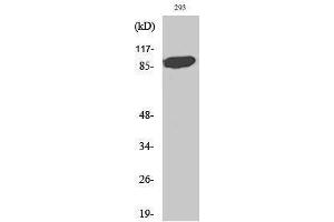 Western Blotting (WB) image for anti-Signal Transducer and Activator of Transcription 5A (STAT5A) (Tyr1246), (Tyr1252) antibody (ABIN3180343) (STAT5A anticorps  (Tyr1246, Tyr1252))