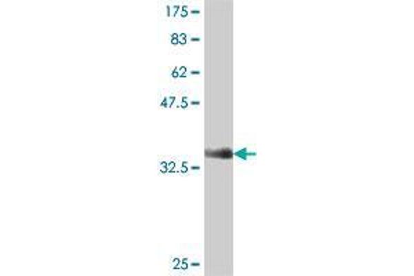 NCAPG2 anticorps  (AA 177-274)