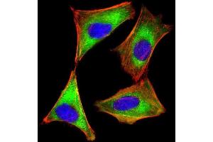 Immunofluorescent analysis of 4% paraformaldehyde-fixed, 0. (EIF2AK2 anticorps)