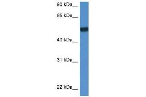 Western Blot showing Bin1 antibody used at a concentration of 1. (BIN1 anticorps  (N-Term))