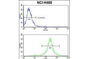 Flow cytometric analysis of NCI-H460 cells usin(bottom histogram) compared to a negative control cell (top histogram). (KIT anticorps  (N-Term))