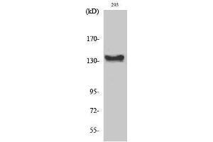 Western Blotting (WB) image for anti-C-Abl Oncogene 1, Non-Receptor tyrosine Kinase (ABL1) (C-Term) antibody (ABIN3174117) (ABL1 anticorps  (C-Term))