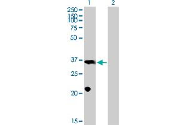 PROP1 anticorps  (AA 1-226)