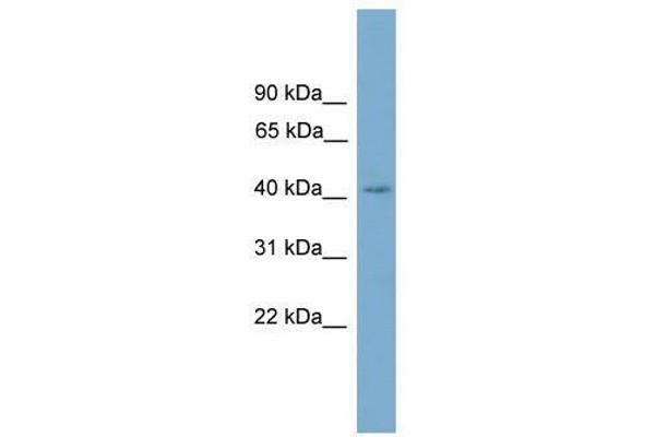 SASH3 anticorps  (C-Term)