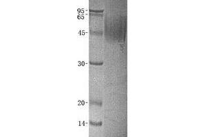 Validation with Western Blot (ICOSLG Protéine)