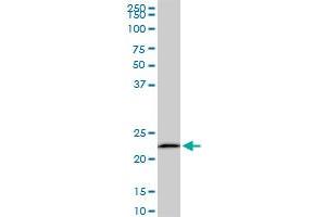 EFHD1 monoclonal antibody (M08), clone 1F5. (EFHD1 anticorps  (AA 168-238))