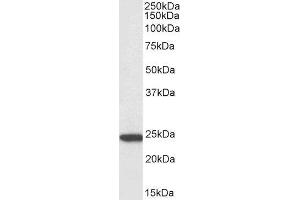 Biotinylated ABIN4902542 (3µg/ml) staining of U937 lysate (35µg protein in RIPA buffer), exactly mirroring its parental non-biotinylated product. (PYCARD anticorps  (C-Term) (Biotin))