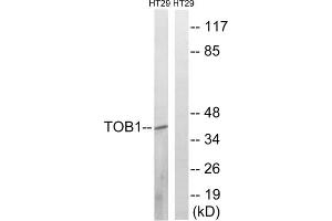 Western blot analysis of extracts from HT-29 cells, treated with serum (20%, 15mins), using TOB1 (epitope around residue 164) antibody. (Protein Tob1 (TOB1) (Ser164) anticorps)