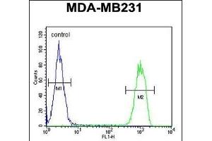 C Antibody (N-term) (ABIN650926 and ABIN2839997) flow cytometric analysis of MDA-M cells (right histogram) compared to a negative control cell (left histogram). (CJ119 (AA 143-171), (N-Term) anticorps)