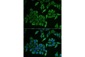 Immunofluorescence analysis of HeLa cell using COX4I1 antibody. (COX IV anticorps)