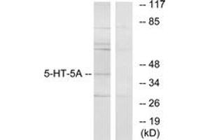 Western blot analysis of extracts from HeLa cells, using 5-HT-5A Antibody. (Serotonin Receptor 5A anticorps  (AA 211-260))