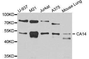 Western blot analysis of extracts of various cell lines, using CA14 antibody (ABIN5972614) at 1/1000 dilution. (CA14 anticorps)