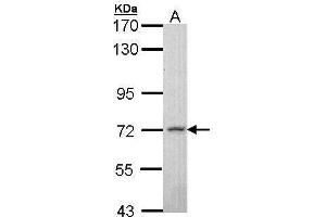 WB Image Sample (30 ug of whole cell lysate) A: H1299 7. (MPP2 anticorps  (Center))