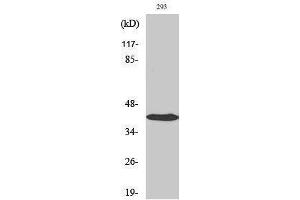 Western Blotting (WB) image for anti-Jun Proto-Oncogene (JUN) (Ser657) antibody (ABIN3183302) (C-JUN anticorps  (Ser657))