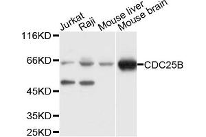 Western blot analysis of extracts of various cell lines, using CDC25B antibody. (CDC25B anticorps)